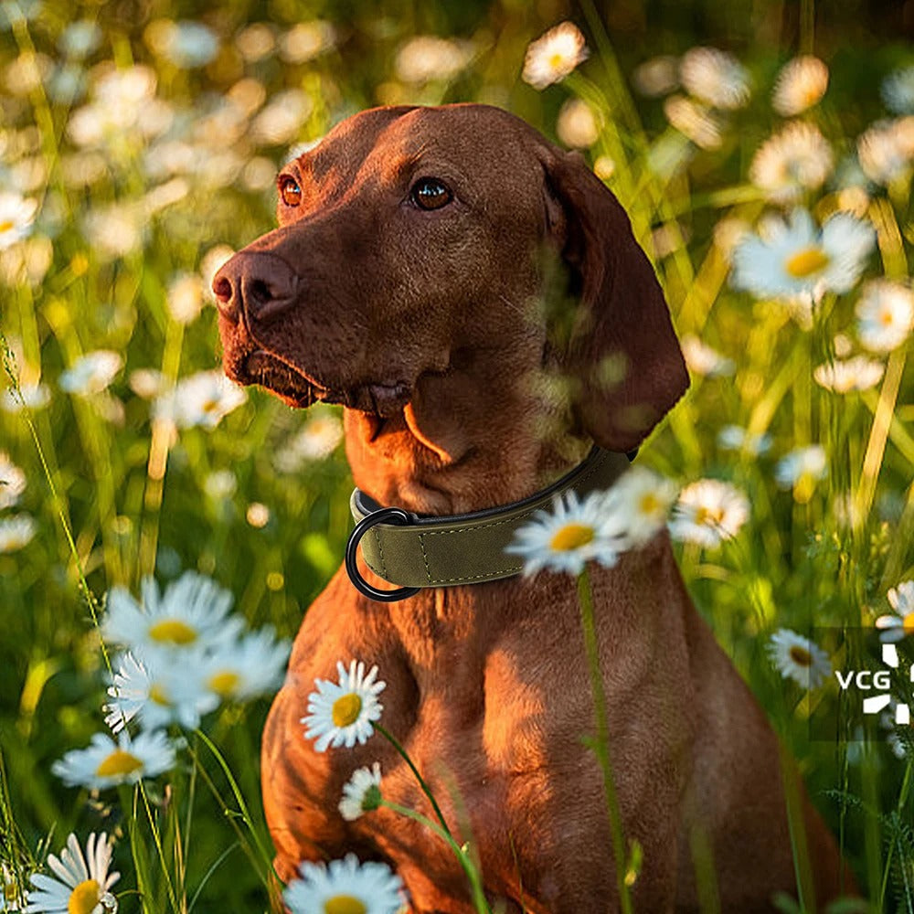 Collier réglable en nylon pour grands chiens