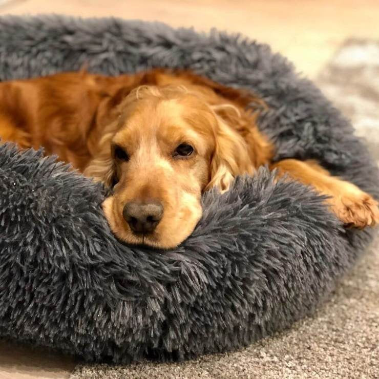 Coussin apaisant déhoussable pour chien et panier lit